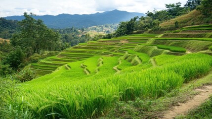 Green Rice Terraces in Mountainous Landscape