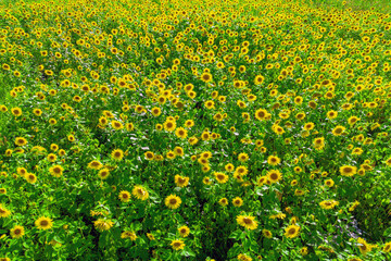 Bee pollinating a vibrant sunflower in a field during August harvest season