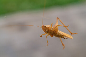 Yellow-orange large grasshopper with long antennae and large eyes looking at camera while standing on the transparent glass of window close-up, which has some streaks and stains from rain and dust