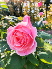 Delicate pink roses in bloom on summer branches in garden