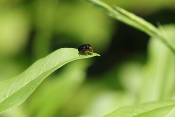 Cryptocephalus flavipes
Cryptocephalus flavipes in its natural element
