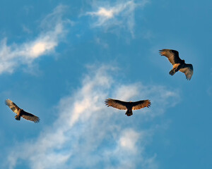 Turkey Vultures Kettling