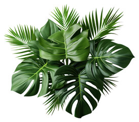 PNG Tropical palm leaves bouquet arecaceae blossom flower.
