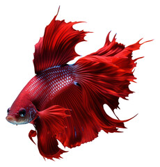 Fototapeta premium Vibrant red betta fish