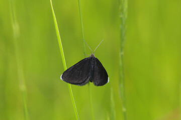 Ramoneur --- Tanagre du cerfeuil (Odezia atrata)
Odezia atrata in its natural element
