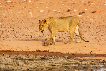 Juvenile male Lion (Panthera leo) walking on a sandy area in the semi desert of Etosha National Park, Namibia, at sunset