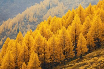 Tamarack Trees: A Beautiful Autumn Scene of Larch Trees with Yellow Fall Colors