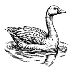 Goose swimming calmly on water
