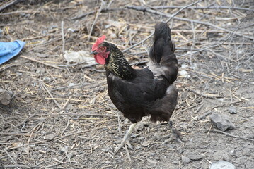 A motley rooster on a farm yard. The bird on the country farm has black plumage, red eyes and a black beak. The rooster has a small head on a movable neck and clipped wings. He walks around the yard.