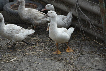 Birds on a farm. Geese and ducks graze on a poultry farm. They have white or gray plumage, yellow or red feet and beaks. A large flock of birds graze in the yard, pecking grain and drinking water.