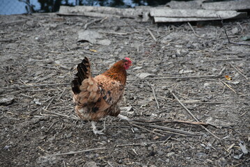 Brown hen in the farm yard. The bird on the country farm has white and brown plumage, red eyes and a yellow beak. The hen has a small head on a movable neck and clipped wings. It runs around the yard.