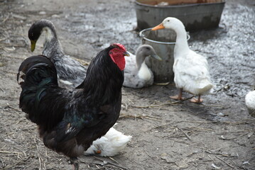 An old rooster in a farm yard. A large bird on a country farm has black plumage, red eyes and a black beak. The rooster has a small head on a movable neck and clipped wings. He walks around the yard.