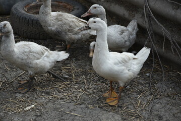 Birds on a farm. Geese and ducks graze on a poultry farm. They have white or gray plumage, yellow or red feet and beaks. A large flock of birds graze in the yard, pecking grain and drinking water.