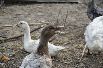 Birds on a farm. Geese and ducks graze on a poultry farm. They have white or gray plumage, yellow or red feet and beaks. A large flock of birds graze in the yard, pecking grain and drinking water.