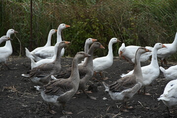 Birds on a farm. Geese and ducks graze on a poultry farm. They have white or gray plumage, yellow or red feet and beaks. A large flock of birds graze in the yard, pecking grain and drinking water.