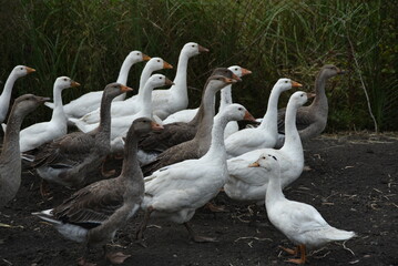 Birds on a farm. Geese and ducks graze on a poultry farm. They have white or gray plumage, yellow or red feet and beaks. A large flock of birds graze in the yard, pecking grain and drinking water.