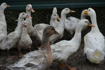 Birds on a farm. Geese and ducks graze on a poultry farm. They have white or gray plumage, yellow or red feet and beaks. A large flock of birds graze in the yard, pecking grain and drinking water.