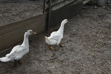 Birds on a farm. Geese and ducks graze on a poultry farm. They have white or gray plumage, yellow or red feet and beaks. A large flock of birds graze in the yard, pecking grain and drinking water.