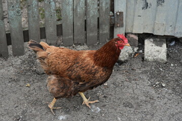 Brown hen in the farm yard. The bird on the country farm has white and brown plumage, red eyes and a yellow beak. The hen has a small head on a movable neck and clipped wings. It runs around the yard.