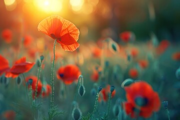 Poppy Field at Sunset