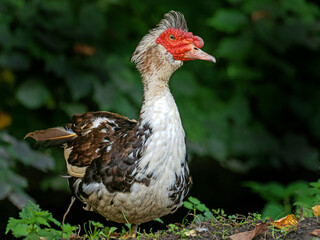 adult male muscovy duck, Cairina moschata, in natural green