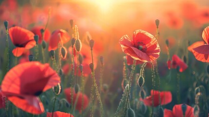 Obraz premium Red Poppy Field at Sunset