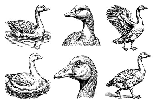 Set sketch goose on white background