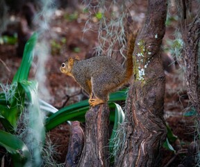 Squirrel