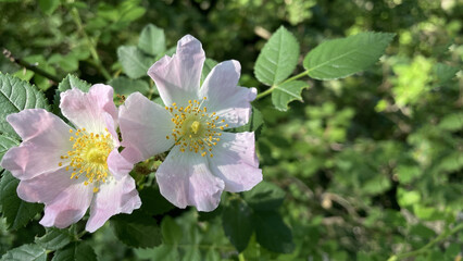 Wild rose flowers blooming in the summer garden on a sunny day