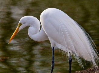 Great White Egret