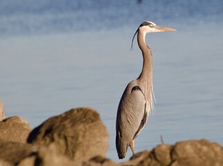 Great Blue Heron