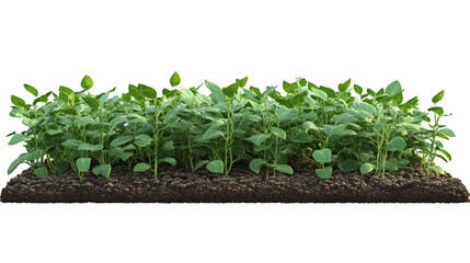 3d piece of land with soybean plantation on transparency background PNG