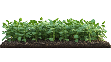 3d piece of land with soybean plantation on transparency background PNG