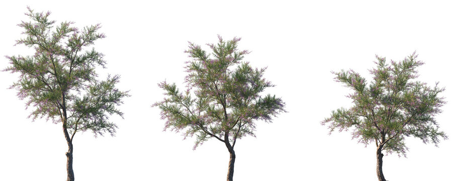 Set of 3 Tamarix ramosissima (commonly known as saltcedar, salt cedar, or tamarisk) frontal small trees solated png on a transparent background perfectly cutout