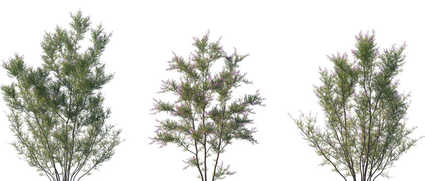 Set of 3 Tamarix ramosissima (commonly known as saltcedar, salt cedar, or tamarisk) frontal isolated png on a transparent background perfectly cutout