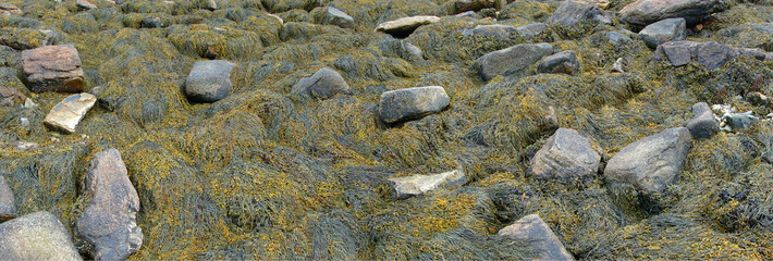 Detail, Seaweed and kelp on beach rocks