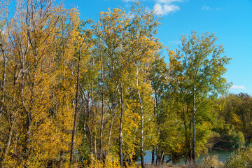Fototapeta premium beautiful autumn landscape, trees with yellow leaves on the background of the river