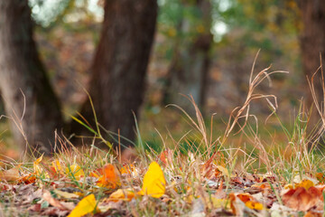 beautiful autumn landscape, fallen yellow leaves closeup in a forest