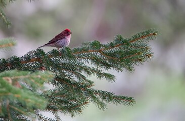 Cassin's Finch