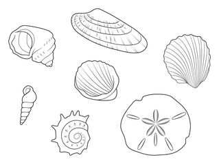 Sea shells