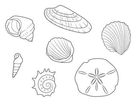 Sea shells