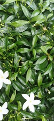 Green Leaves Embrace White Jasmine
