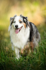 australian shepherd dog breed portrait in the grass