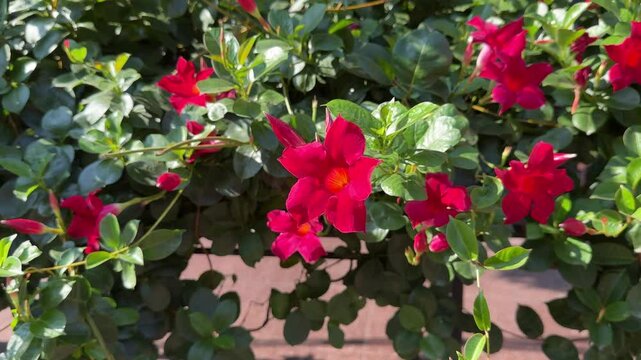 Red flowers mandevilla dipladenia.
