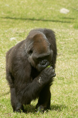 Gorilla eating grass in Lisbon zoo