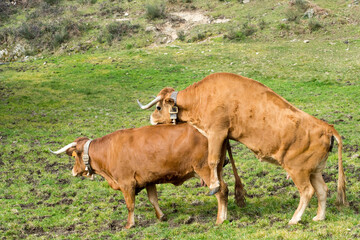 Two lesbian cows grazing in a meadow on a sunny spring day playing around with each other