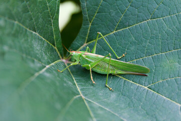 Great beauty green cricket, Tettigonia viridissima, adult female or imago on green grape leaf