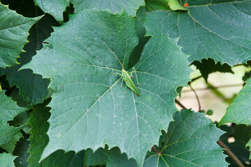 Green cricket, Tettigonia viridissima, adult female or imago on green grape leaf