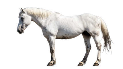 A white horse with a slightly dirty fur on transparency background PNG