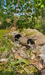 Waldboden mit Moos, grüner Wald, abgestorbene Rinde, Holzrinde
